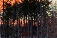 Sunset-Snow-and-Trees-Courtesy-Magness-Family