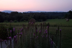 Sunset-on-the-South-Side-Courtesy-Walsh-Family