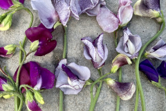 Sweet-Peas-Spring-2022-Courtesy-Kunkle-Family