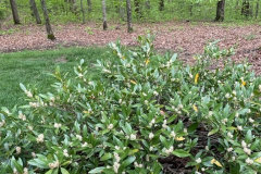 Sweet-Spire-and-the-Woods-Courtesy-Graham-Family