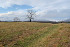The-Most-Beautiful-Ugly-Tree-Ever-Courtesy-Magness-Family