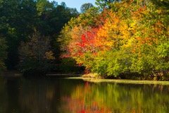 Tree-Colors-at-Pond-Fall-2023-Courtesy-M-Bachmann