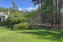 Tree-down-after-40-mph-winds-324-Mark-Cronin
