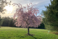 WeepingCherry-4-29-19