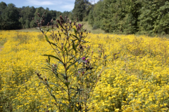 Wildflower-Meadow-Courtesy-Nicholas-Family