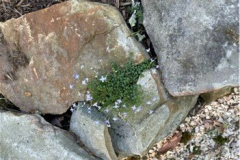 Wildflowers-in-the-Rocks-Courtesy-Graham-Family