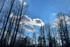 Winter-Trees-Courtesy-Graham-Family