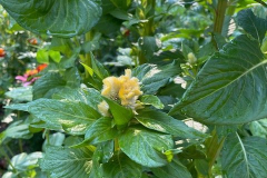Yellow-Cockscomb-Courtesy-Graham-Family