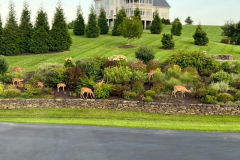 1-Buck-7-Does-2-Fawns-Aug-2022-North-Side-Courtesy-Stoler-Family