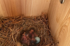 1_Bluebird-Chicks-May-2020-Courtesy-Graham-Family