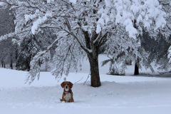 1_Hondo-Snow-Hound-2022-Courtesy-Davis-Family