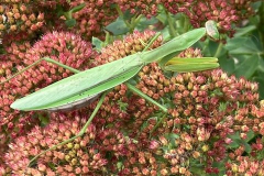 A-Great-small-Creature-Courtesy-Patterson-Family