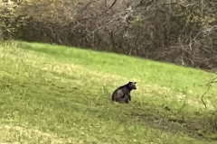 A-Quiet-Neighbor-April-2022-Courtesy-Stoler-Family