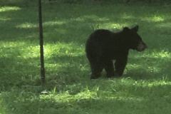 Baby-Bear-2-Aug-2020