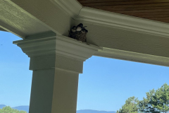 Baby-Swallows-Ready-to-Fly-Courtesy-Cronin-Family