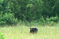 Bear-Mama-June-2020-Courtesy-Stoler-Family