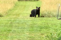 Bear-Mama-and-Baby-1-June-2020-Courtesy-Stoler-Family