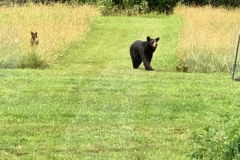 Bear-Mama-and-Baby-2-June-2020-Courtesy-Stoler-Family