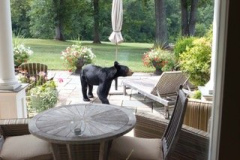 Bear-Visiting-Courtesy-Nicholas-Family