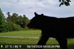 Bear-on-Indian-Ridge-June-2020-Courtesy-Walsh-Family