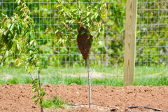 Beehive-May-2020-Courtesy-Bill-McCollough