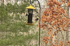 Bird-on-feeder-March-2022-Courtesy-Graham-Family