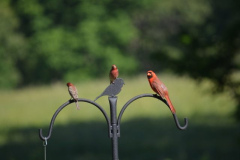 Birds-Hanging-Out-Courtesy-Dottie-McFalls