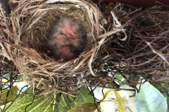 Birds-Have-Arrived-Courtesy-Roberts-Family