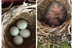 Birds-To-Be-Collage-Courtesy-Roberts-Family