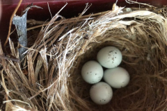 Birds-in-the-Making-Courtesy-Roberts-Family