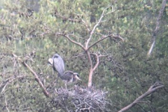Blue-Herons-Feeding-Babies Courtesy Graham Family
