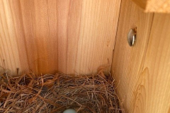 BlueBird-Eggs-April-2020-Courtesy-Scott-Family