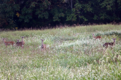 BlueView-Deer-Herd-Sept-2019-11