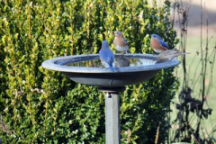 Bluebirds-and-Finch-at-the-Water-Cooler-Courtesy-Nicholas-Family