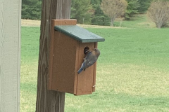 Busy-Blue-Bird-Courtesy-Cronin-Family