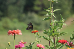 Busy-Butterfly-Courtesy-Walsh-Family