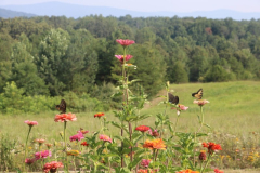 Butterfly-Trio-Courtesy-Walsh-Family