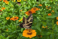 Butterfly-on-Zinnia-Courtesy-Scott-Family-Aug-2020