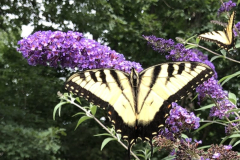 Butterfly-on-a-Butterfly-Bush-Courtesy-Roberts-Family