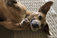 Cab-Channeling-His-Inner-Corgi-Courtesy-Cronin-Family