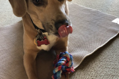 Cab-Smelling-Treats-Courtesy-Cronin-Family