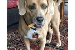 Cab-and-his-Bone-April-2022-Courtesy-Cronin-Family