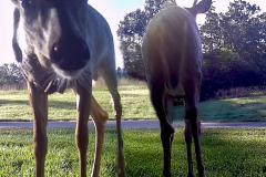 Coming-and-Going Oct 2020