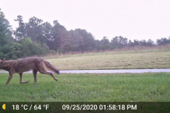 Coy-Wolf-Daytime-Sept-2020