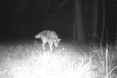 Coywolf-2-Courtesy-SS-Davis-Family-Spring-2020