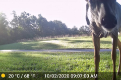 Deer-Forward-Funny-Oct-2020