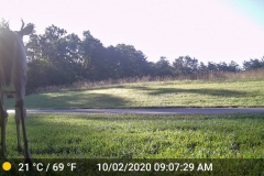 Deer-Rearward-Funny-Oct-2020