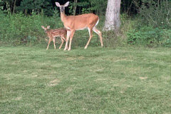 Doe-and-Fawn-Courtesy-Magness-Family