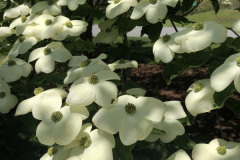 Dogwood-Drama-Courtesy-Roberts-Family