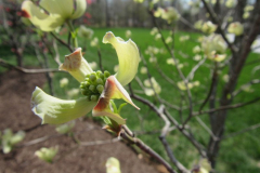 Dogwood-Early-Bloom-Courtesy-Roberts-Family